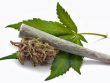 marijuana cigarette and green Leaf Isolated on white background